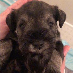 Meet your Posher, Susan